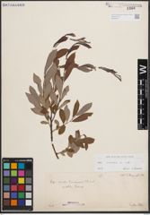 Foto von Salix cinerea L.